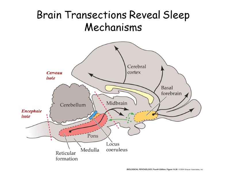 Brain Transections Reveal Sleep Mechanisms Encephale isole Cerveau isole